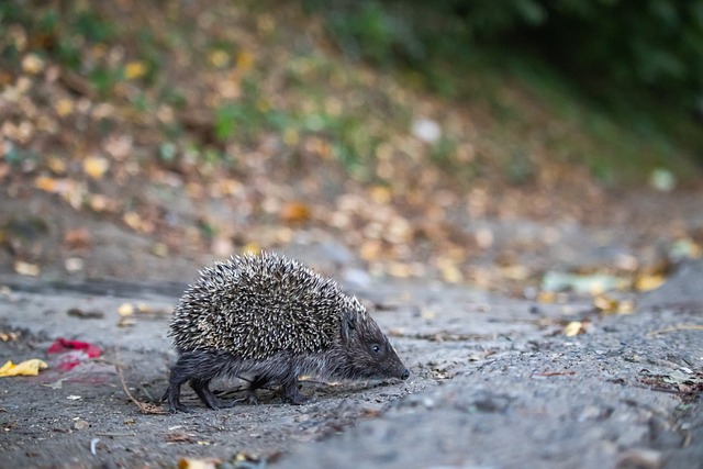 进攻火力一 进攻火力一