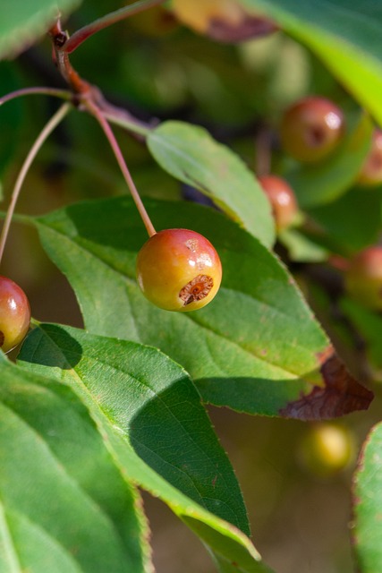 术略胜一筹 术略胜一筹